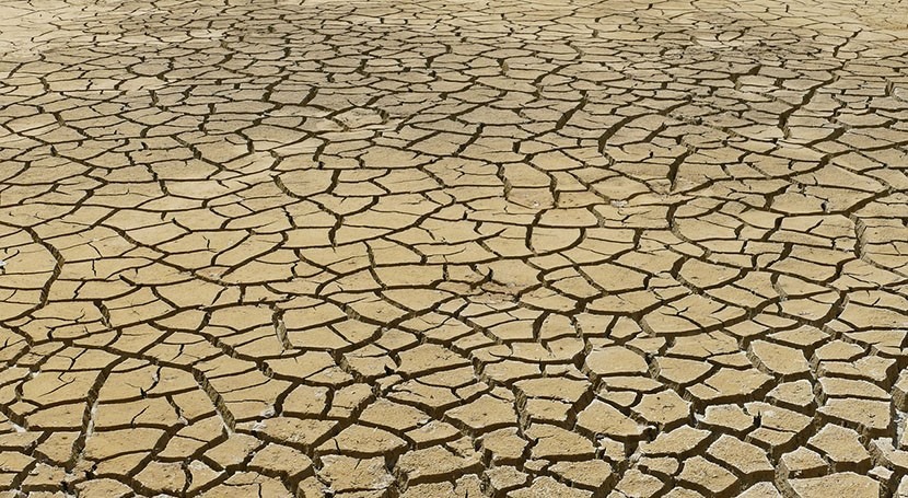 Plant processes may be key to predicting drought development