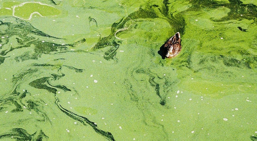 American Water awarded research grant focusing on early warning system for algal blooms