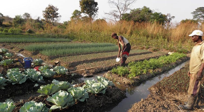 Irrigating Africa: can small-scale farmers lead the way?