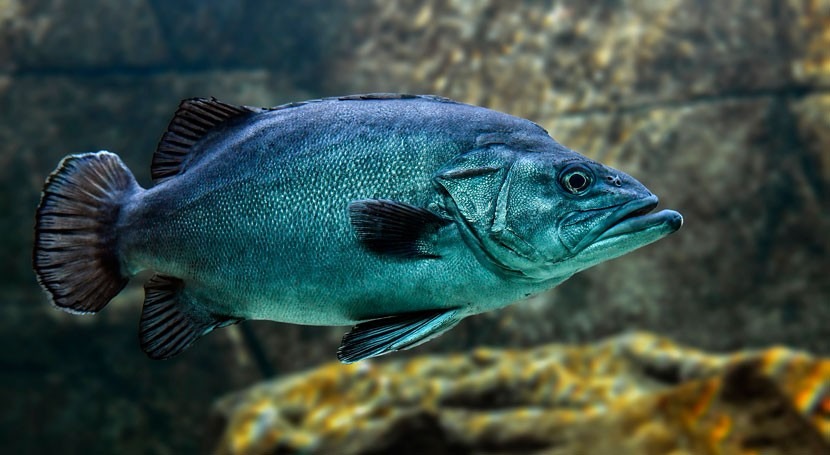 Scientists study fish to learn how to adapt to the impacts of climate change