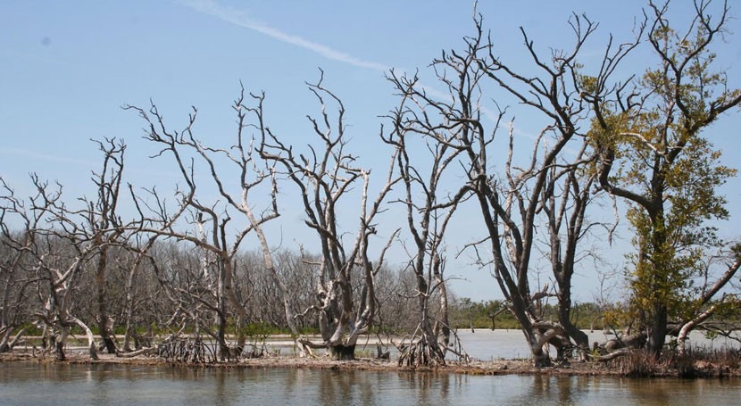 Rising sea levels could accelerate Florida Bay mangrove loss