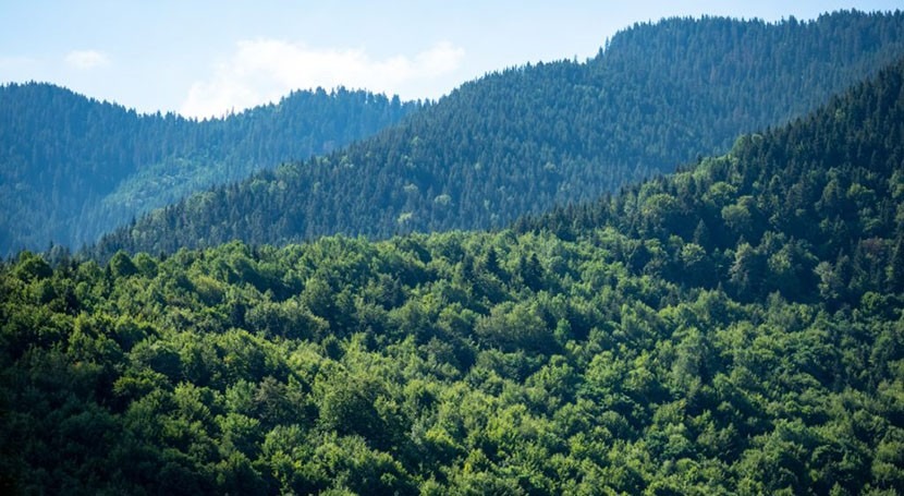 US forests provide 83 million people with half their water