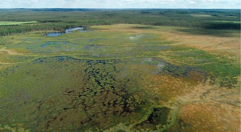 Hydrology of undrained peatlands is often affected by drainage of surrounding areas