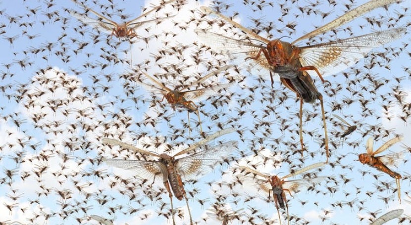 What warmer, wetter world means for insects, and for what they eat