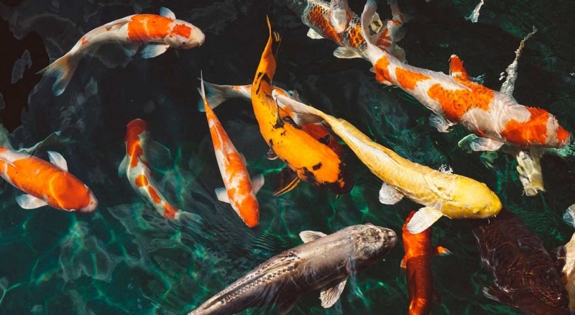 Antidepressants polluting the water can change fish behavior