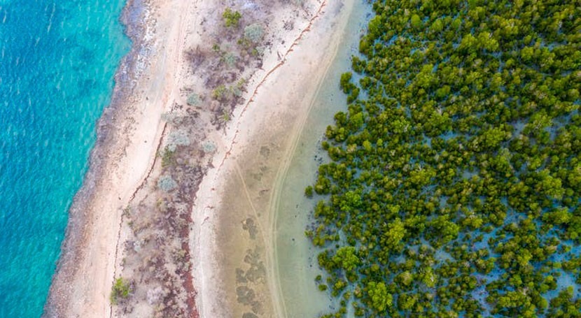 New mangrove forest mapping tool puts conservation in reach of coastal communities