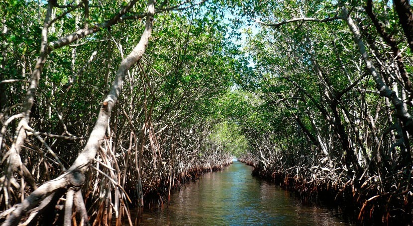 Mangroves threatened by plastic pollution from rivers, new study finds