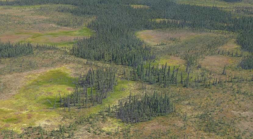 Accelerated water loss in northern peatlands threatens to intensify fires and global warming