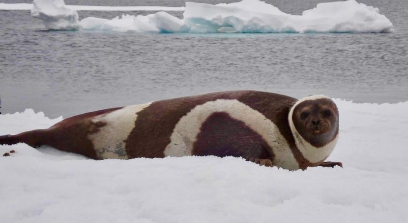 Melting Arctic Sea ice linked to emergence of deadly virus in marine mammals