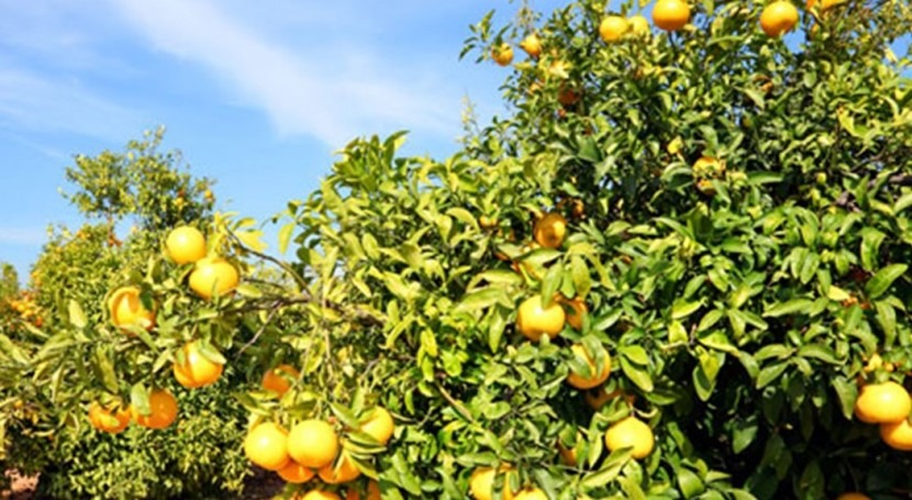 Solar-powered irrigation for citrus trees in Morocco