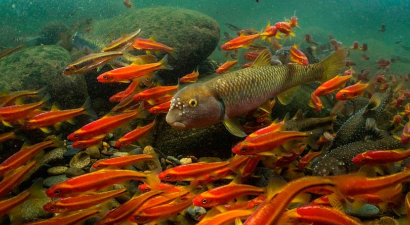 Mountaintop mining causes 40 percent loss of aquatic biodiversity