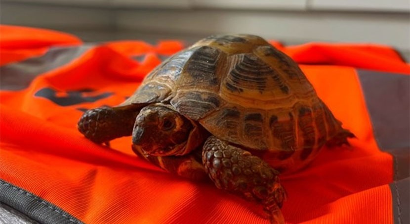 Essex & Suffolk Water use tortoise to detect leaks