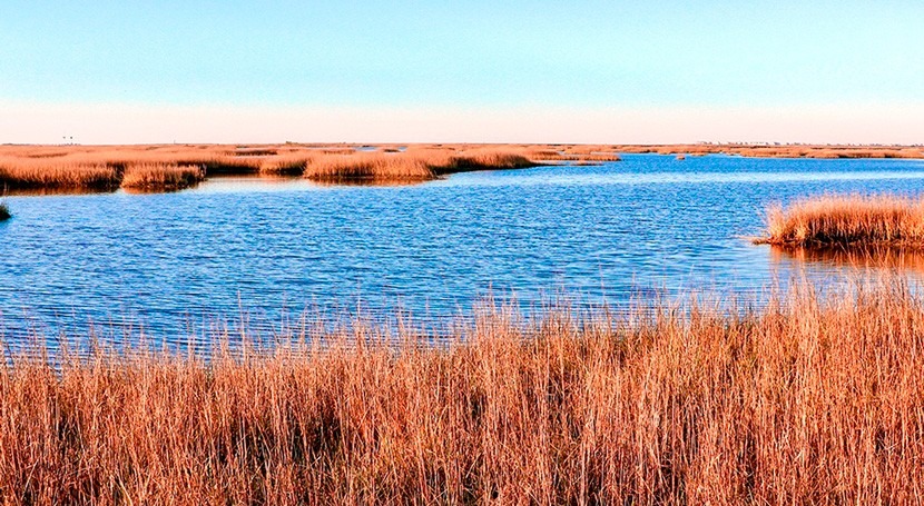 Are coastal marshes drowning faster than expected?