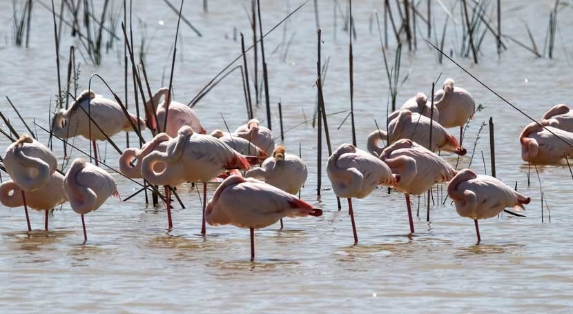 Brussels takes Spain to Court for failure to protect the Doñana Wetlands