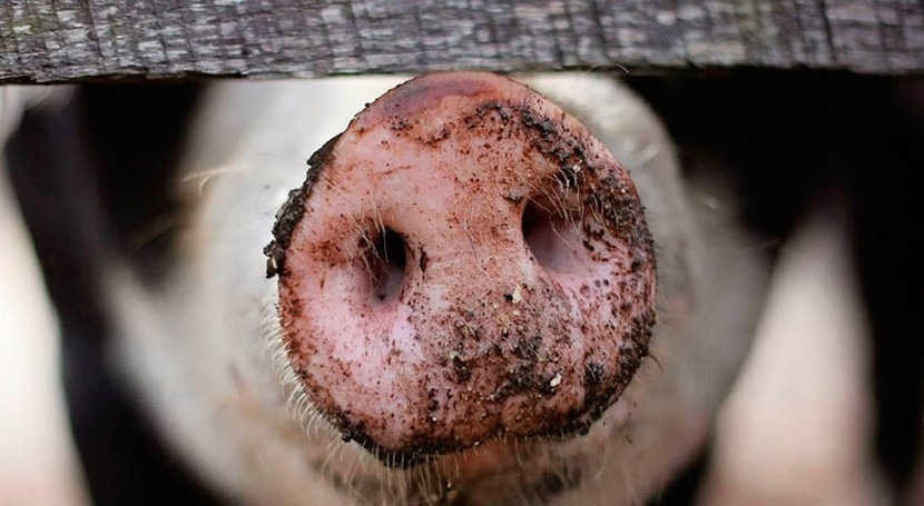 Value from sewage? New technology makes pig farming more environmentally friendly