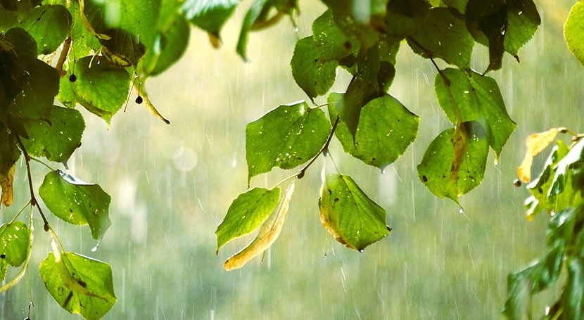 Five things you probably have wrong about rain