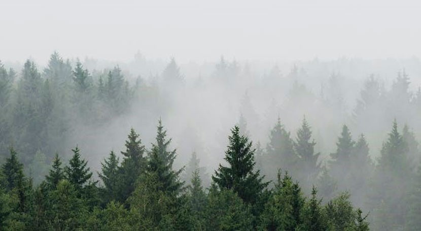 Reforesting Europe would increase rainfall – new research
