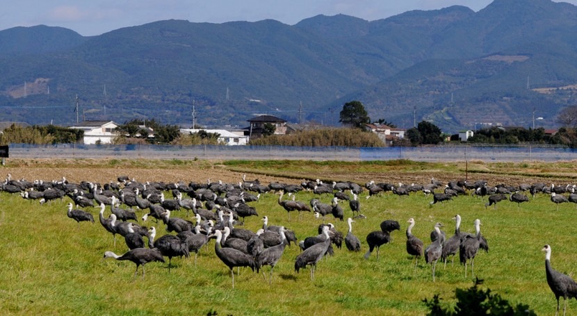 Japan adds Izumi Wintering Habitat of Cranes to the list of Wetlands of International Importance