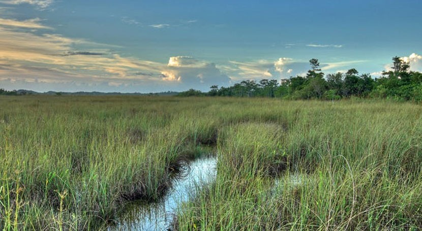 Climate change alters what’s possible in restoring Florida’s Everglades