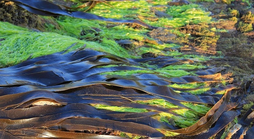Changing climate increments harmful algae blooms