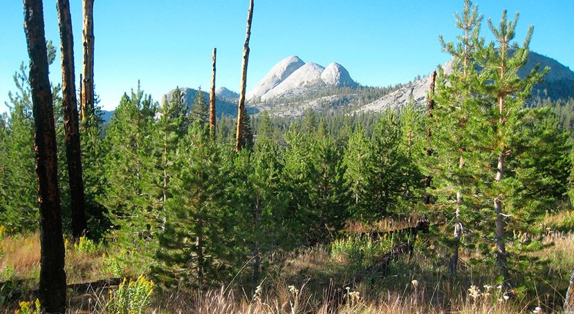 How wildfire restored Yosemite watershed