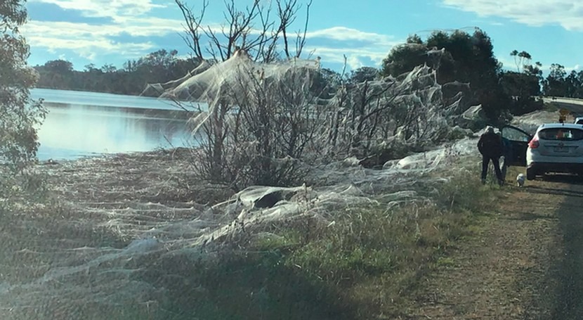 Spiders are cloaking Gippsland with stunning webs after the floods. An expert explains why