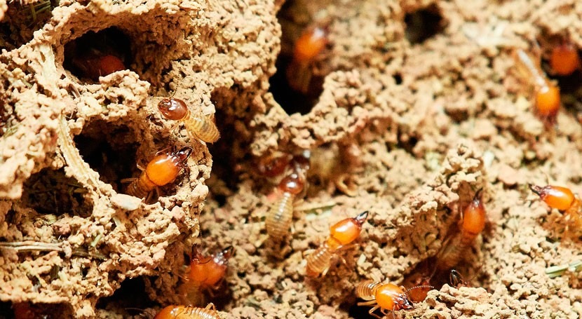 Hard-working termites crucial to forest, wetland ecosystems