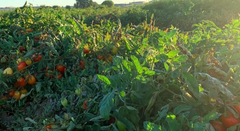 Discovery increases likelihood of growing food despite drought