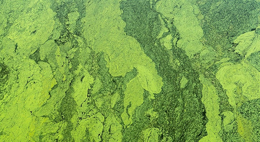 Utility eliminates bad-tasting water due to algae with advanced oxidation