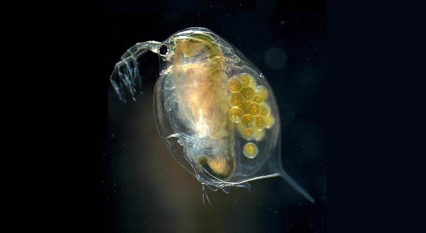 Water fleas as 'canaries in coal mine' offer key to managing chemical pollution