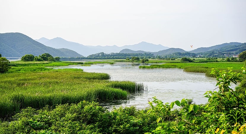 Tidal restoration to coastal wetlands reduces greenhouse emissions