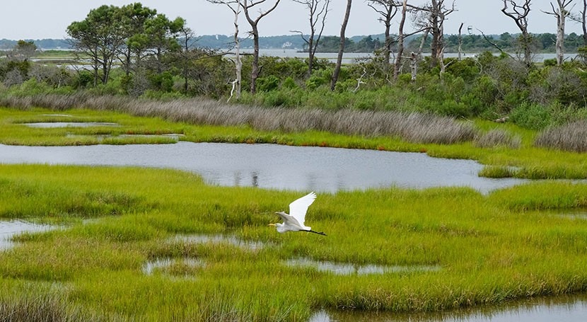 Study finds global wetlands losses overestimated despite high losses in many regions